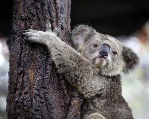Fototapeta premium koala looking camera