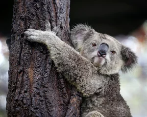 Keuken foto achterwand Koala koala uitziende camera