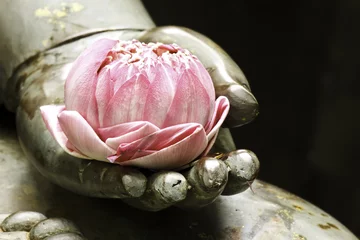 Fototapeten rosa Lotus in der Hand von Buddha © phoopanotpics