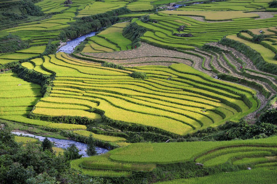 Rice Terraces In Sapa, Vietnam