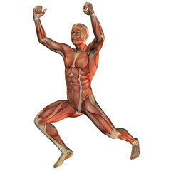 Muskelstruktur beim Gewichtheber