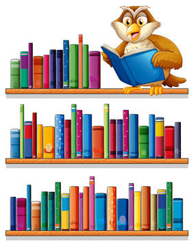 An owl above the wooden bookshelves with books