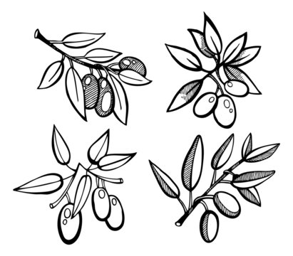 Drawing Olives set