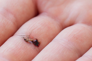 Dead mosquito with blood