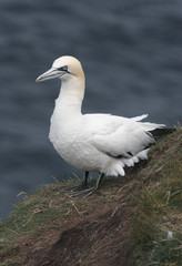 Gannet, Sula bassana