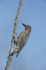 Gila woodpecker, Melanerpes uropygialis