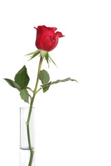 Simplicity, Minimalism, Loneliness: a red rose in glass tube