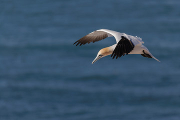 Fototapeta na wymiar Flying Northern Gannet