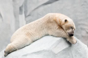 Wandcirkels tuinposter Slapende ijsbeer © furtseff