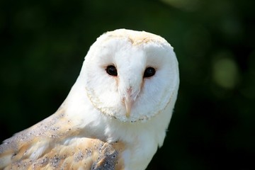 barn owl