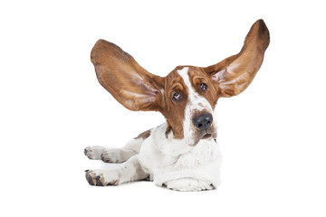 Basset hound on a white background in studio