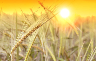 Wheat field and sunrise