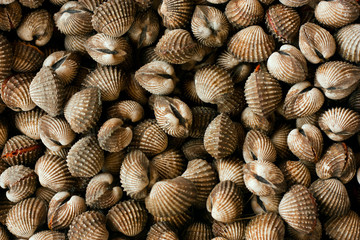 Sea scallop in seafood market