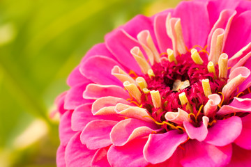 A fragment of a pink flower closeup