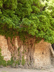 drzewo w murze © gokusek
