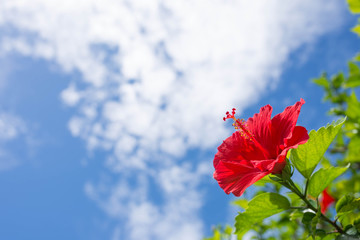 ハイビスカス © yuuta