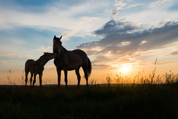 two horses at sunset - obrazy, fototapety, plakaty