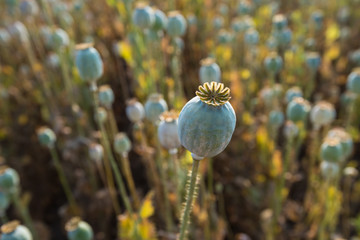 Papaver seed capsules