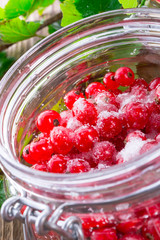 sugared red currant