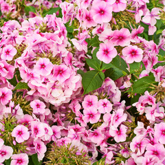 Floral background geranium flower composition