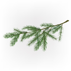 01_Christmas tree branch
