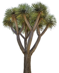 Yucca - Palme - sehr groß