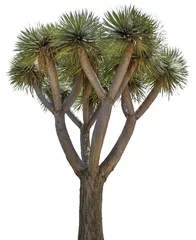 Türaufkleber Yucca - Palme - sehr groß © FJM