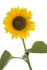 Fototapeta premium Sonnenblume auf weißem Hintergrund