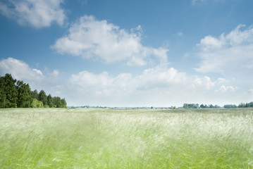 Field of Barely on Windy Day.