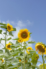 Field of Sunflowers, Poland.