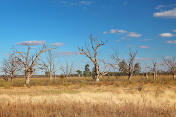 Obraz premium Australian landscape