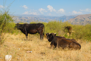 Having a rest cows in the mountain district