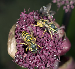 Wespe, Vespula, germanica,