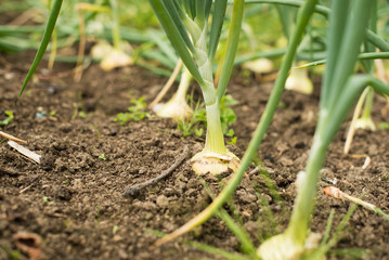 Spring Onions growing