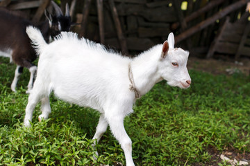 pet goats