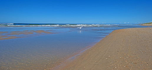 Birds flying low over sea in summer