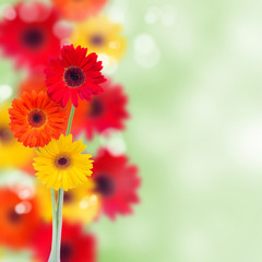 herbera flowers background