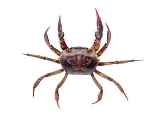 Esanthelphusa dugasti