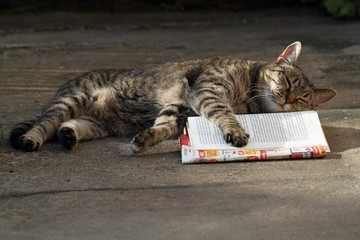 Cat sleeping on a book.