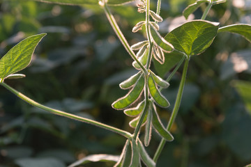 Fototapeta premium close up of the soy bean