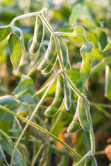 close up of the soy bean