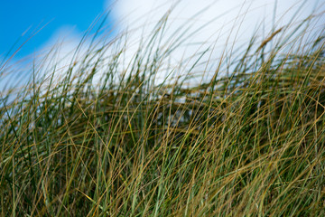 Dünen an Dänemarks Nordseeküste