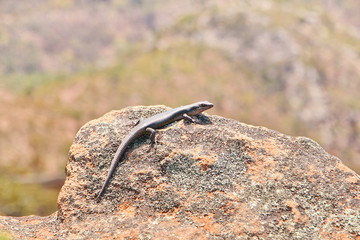 Skink lizard in Australian outback