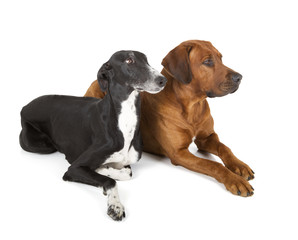 greyhound and rhodesian ridgeback