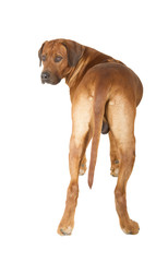 Rhodesian Ridgeback