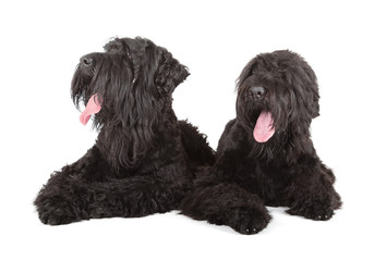 black russian terrier