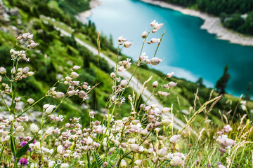 Alpenwiese mit Blumen bei Stausee - 55213886