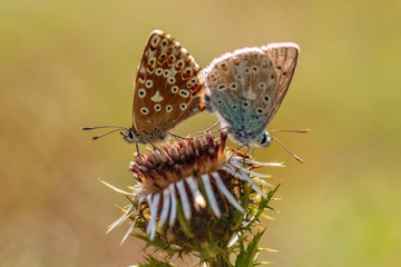 Mating Gossamer Winged Butterflies