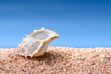 Obraz na płótnie Canvas Seashell on a beach