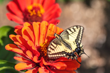 Papilio machaon  Rare large wildlife butterfly